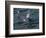 Orca, Frederick Sound, Alaska, USA-Joe & Mary Ann McDonald-Framed Photographic Print