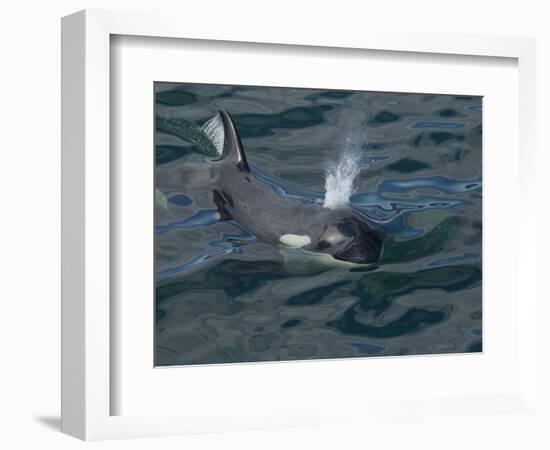 Orca, Frederick Sound, Alaska, USA-Joe & Mary Ann McDonald-Framed Photographic Print