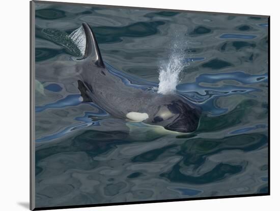 Orca, Frederick Sound, Alaska, USA-Joe & Mary Ann McDonald-Mounted Photographic Print