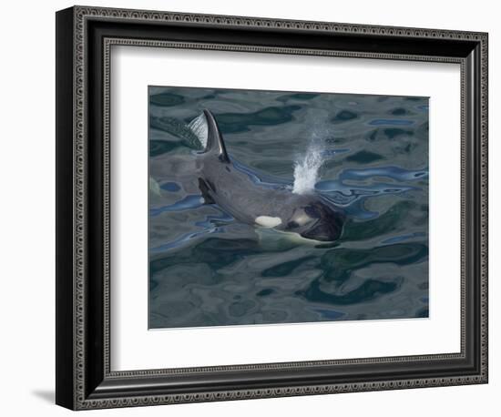 Orca, Frederick Sound, Alaska, USA-Joe & Mary Ann McDonald-Framed Photographic Print