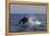 Orca Jumping-Lantern Press-Framed Stretched Canvas