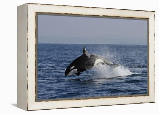 Orca Jumping-Lantern Press-Framed Stretched Canvas