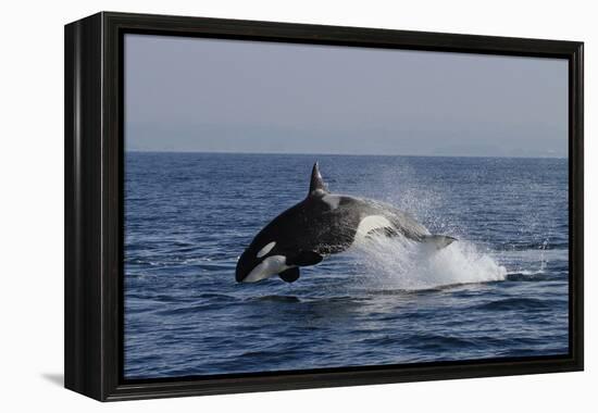 Orca Jumping-Lantern Press-Framed Stretched Canvas