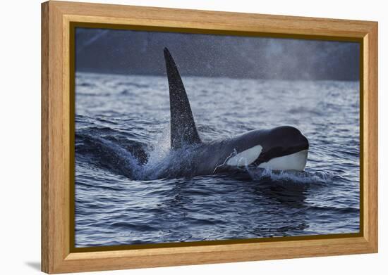 Orca - Killer Whale (Orcinus Orca) Surfacing, Senja, Troms County, Norway, Scandinavia, January-Widstrand-Framed Premier Image Canvas