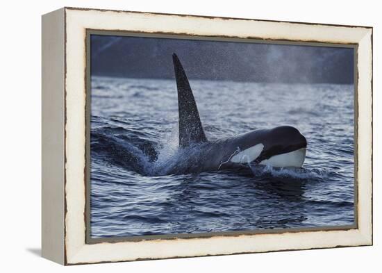 Orca - Killer Whale (Orcinus Orca) Surfacing, Senja, Troms County, Norway, Scandinavia, January-Widstrand-Framed Premier Image Canvas