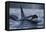 Orca - Killer Whale (Orcinus Orca) Surfacing, Senja, Troms County, Norway, Scandinavia, January-Widstrand-Framed Premier Image Canvas