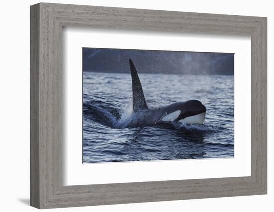 Orca - Killer Whale (Orcinus Orca) Surfacing, Senja, Troms County, Norway, Scandinavia, January-Widstrand-Framed Photographic Print