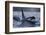 Orca - Killer Whale (Orcinus Orca) Surfacing, Senja, Troms County, Norway, Scandinavia, January-Widstrand-Framed Photographic Print