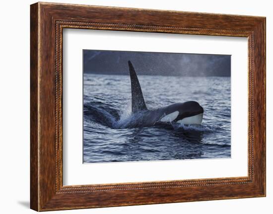 Orca - Killer Whale (Orcinus Orca) Surfacing, Senja, Troms County, Norway, Scandinavia, January-Widstrand-Framed Photographic Print