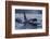 Orca - Killer Whale (Orcinus Orca) Surfacing, Senja, Troms County, Norway, Scandinavia, January-Widstrand-Framed Photographic Print