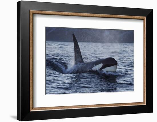 Orca - Killer Whale (Orcinus Orca) Surfacing, Senja, Troms County, Norway, Scandinavia, January-Widstrand-Framed Photographic Print