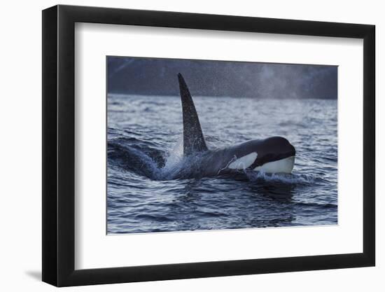 Orca - Killer Whale (Orcinus Orca) Surfacing, Senja, Troms County, Norway, Scandinavia, January-Widstrand-Framed Photographic Print