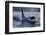 Orca - Killer Whale (Orcinus Orca) Surfacing, Senja, Troms County, Norway, Scandinavia, January-Widstrand-Framed Photographic Print