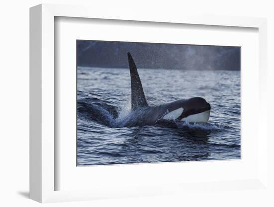 Orca - Killer Whale (Orcinus Orca) Surfacing, Senja, Troms County, Norway, Scandinavia, January-Widstrand-Framed Photographic Print