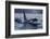 Orca - Killer Whale (Orcinus Orca) Surfacing, Senja, Troms County, Norway, Scandinavia, January-Widstrand-Framed Photographic Print