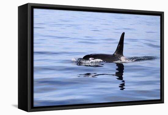 Orca Off the Coast of the Snaefellsnes Peninsula, Grundarfjordur, Iceland,-William Gray-Framed Premier Image Canvas