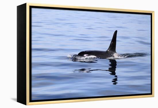 Orca Off the Coast of the Snaefellsnes Peninsula, Grundarfjordur, Iceland,-William Gray-Framed Premier Image Canvas