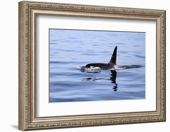 Orca Off the Coast of the Snaefellsnes Peninsula, Grundarfjordur, Iceland,-William Gray-Framed Photographic Print