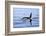 Orca Off the Coast of the Snaefellsnes Peninsula, Grundarfjordur, Iceland,-William Gray-Framed Photographic Print