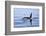 Orca Off the Coast of the Snaefellsnes Peninsula, Grundarfjordur, Iceland,-William Gray-Framed Photographic Print