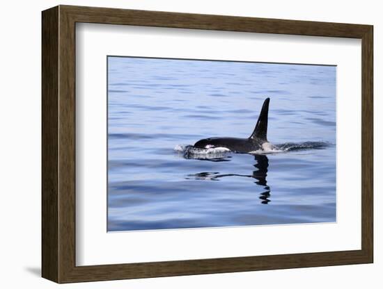 Orca Off the Coast of the Snaefellsnes Peninsula, Grundarfjordur, Iceland,-William Gray-Framed Photographic Print