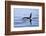 Orca Off the Coast of the Snaefellsnes Peninsula, Grundarfjordur, Iceland,-William Gray-Framed Photographic Print