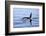 Orca Off the Coast of the Snaefellsnes Peninsula, Grundarfjordur, Iceland,-William Gray-Framed Photographic Print