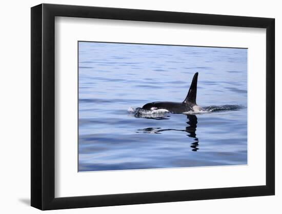 Orca Off the Coast of the Snaefellsnes Peninsula, Grundarfjordur, Iceland,-William Gray-Framed Photographic Print