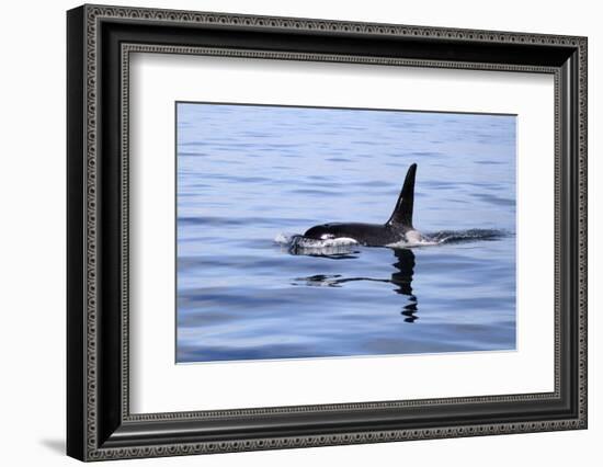 Orca Off the Coast of the Snaefellsnes Peninsula, Grundarfjordur, Iceland,-William Gray-Framed Photographic Print