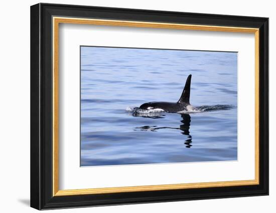 Orca Off the Coast of the Snaefellsnes Peninsula, Grundarfjordur, Iceland,-William Gray-Framed Photographic Print