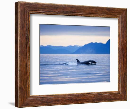 Orca or Killer Whale in Frederick Sound-Paul Souders-Framed Photographic Print