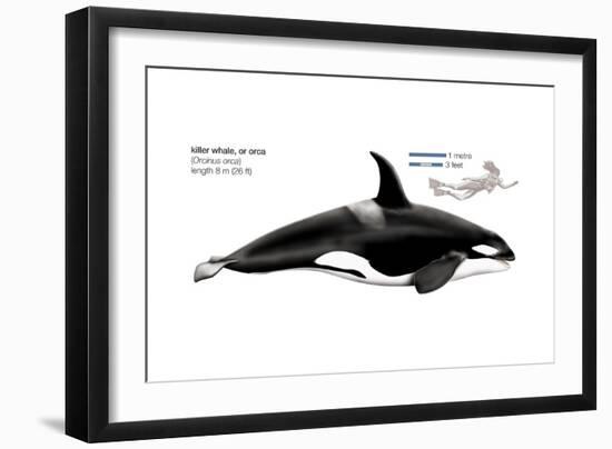 Orca or Killer Whale (Orcinus Orca), Mammals-Encyclopaedia Britannica-Framed Art Print