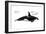 Orca or Killer Whale (Orcinus Orca), Mammals-Encyclopaedia Britannica-Framed Art Print