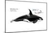 Orca or Killer Whale (Orcinus Orca), Mammals-Encyclopaedia Britannica-Mounted Art Print