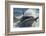 Orca (Orcinus Orca) Hunting Sea Lion Pups, Peninsula Valdez, Patagonia Argentina-Gabriel Rojo-Framed Photographic Print