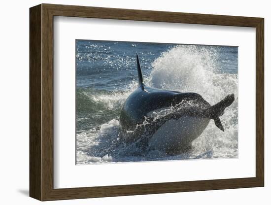 Orca (Orcinus Orca) Hunting Sea Lion Pups, Peninsula Valdez, Patagonia Argentina-Gabriel Rojo-Framed Photographic Print