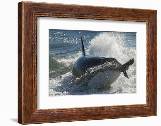 Orca (Orcinus Orca) Hunting Sea Lion Pups, Peninsula Valdez, Patagonia Argentina-Gabriel Rojo-Framed Photographic Print