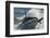 Orca (Orcinus Orca) Hunting Sea Lion Pups, Peninsula Valdez, Patagonia Argentina-Gabriel Rojo-Framed Photographic Print