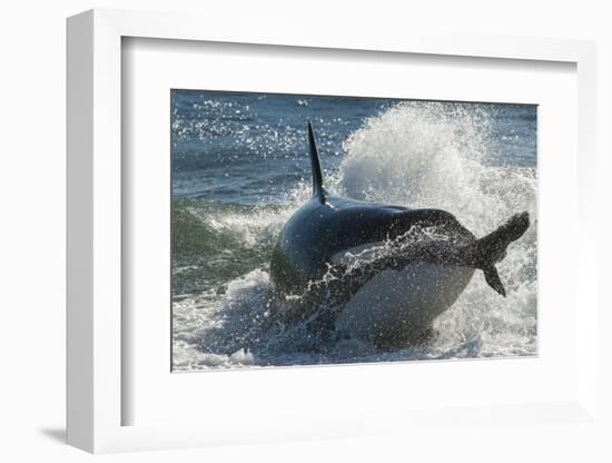 Orca (Orcinus Orca) Hunting Sea Lion Pups, Peninsula Valdez, Patagonia Argentina-Gabriel Rojo-Framed Photographic Print