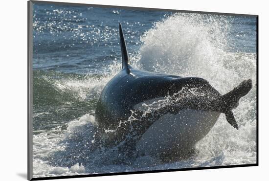 Orca (Orcinus Orca) Hunting Sea Lion Pups, Peninsula Valdez, Patagonia Argentina-Gabriel Rojo-Mounted Photographic Print