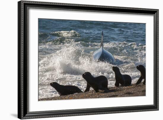 Orca (Orcinus Orca) Hunting Sea Lion Pups, Peninsula Valdez, Patagonia Argentina-Gabriel Rojo-Framed Photographic Print