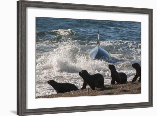 Orca (Orcinus Orca) Hunting Sea Lion Pups, Peninsula Valdez, Patagonia Argentina-Gabriel Rojo-Framed Photographic Print