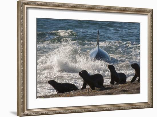 Orca (Orcinus Orca) Hunting Sea Lion Pups, Peninsula Valdez, Patagonia Argentina-Gabriel Rojo-Framed Photographic Print