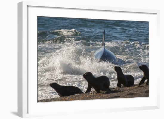 Orca (Orcinus Orca) Hunting Sea Lion Pups, Peninsula Valdez, Patagonia Argentina-Gabriel Rojo-Framed Photographic Print