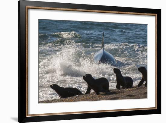 Orca (Orcinus Orca) Hunting Sea Lion Pups, Peninsula Valdez, Patagonia Argentina-Gabriel Rojo-Framed Photographic Print