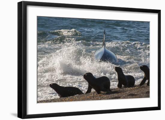 Orca (Orcinus Orca) Hunting Sea Lion Pups, Peninsula Valdez, Patagonia Argentina-Gabriel Rojo-Framed Photographic Print