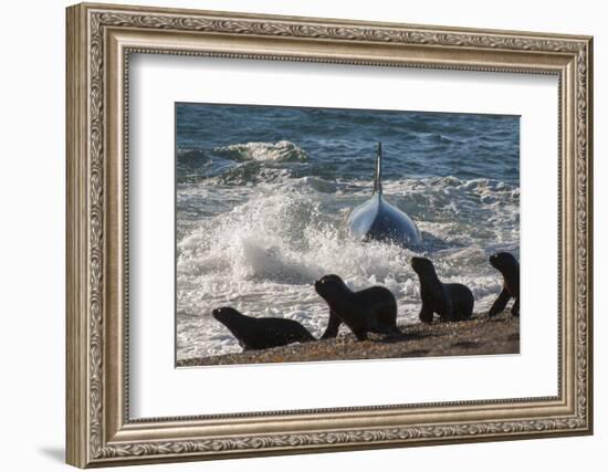 Orca (Orcinus Orca) Hunting Sea Lion Pups, Peninsula Valdez, Patagonia Argentina-Gabriel Rojo-Framed Photographic Print