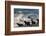 Orca (Orcinus Orca) Hunting Sea Lion Pups, Peninsula Valdez, Patagonia Argentina-Gabriel Rojo-Framed Photographic Print