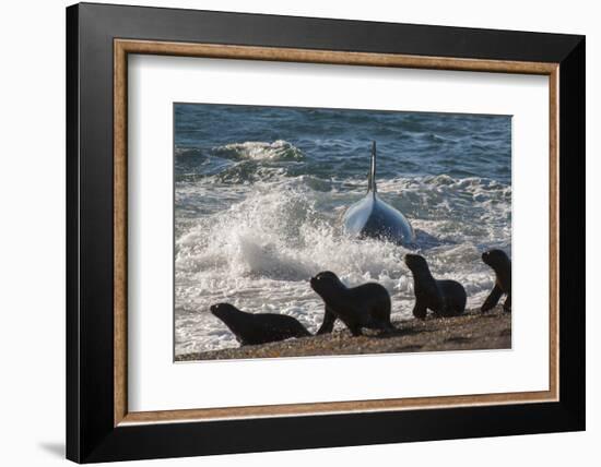 Orca (Orcinus Orca) Hunting Sea Lion Pups, Peninsula Valdez, Patagonia Argentina-Gabriel Rojo-Framed Photographic Print