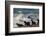 Orca (Orcinus Orca) Hunting Sea Lion Pups, Peninsula Valdez, Patagonia Argentina-Gabriel Rojo-Framed Photographic Print